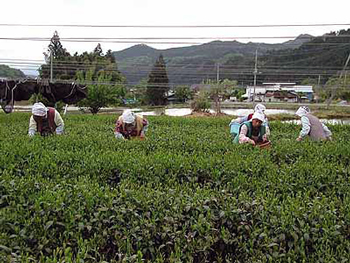 左貫の新茶摘み