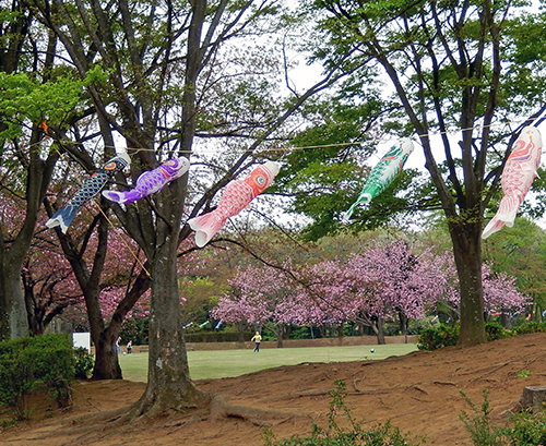 けやき台公園の鯉のぼり03