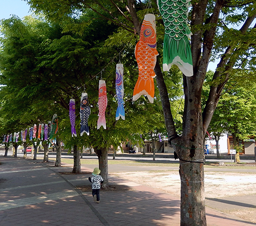 けやき台公園の鯉のぼり05