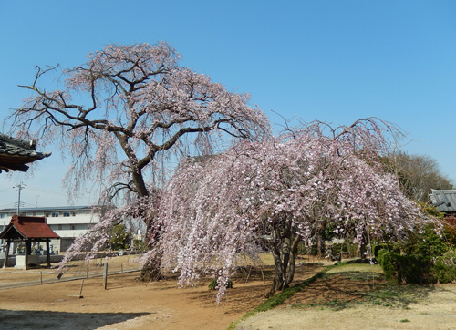 天台宗西林寺のシダレザクラ