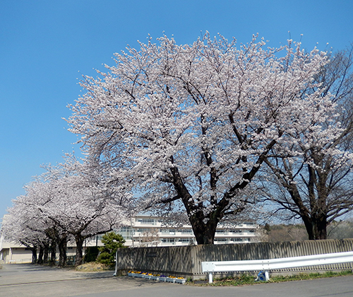 市立愛宕中学校正門前