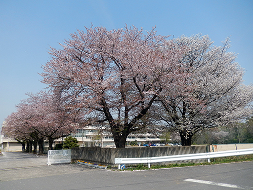 市立愛宕中学校正門前