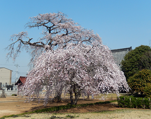 天台宗西林寺のシダレザクラ