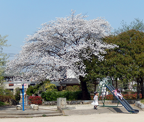 戸頭つつじ公園