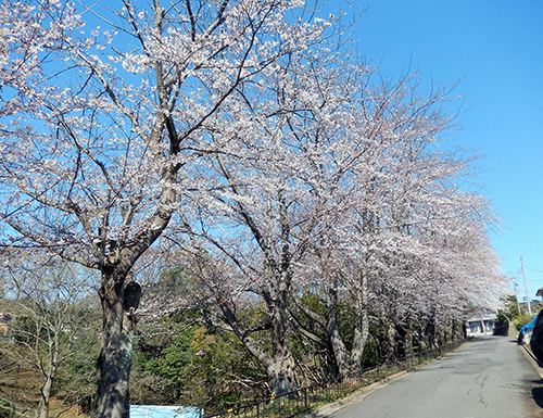 取手市戸頭公園北01