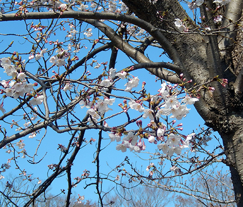 取手市戸頭公園北02