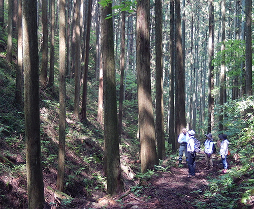 須賀川巻ヶ沢森林03