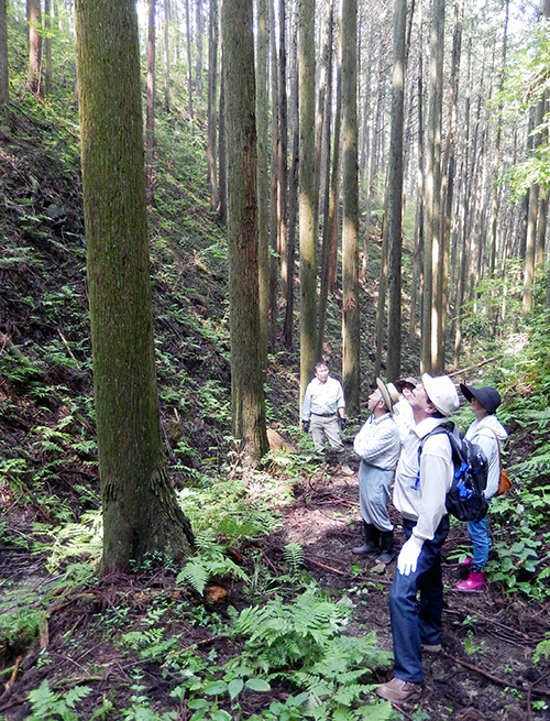 須賀川巻ヶ沢森林04