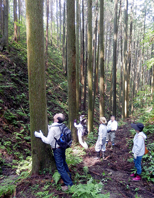 須賀川巻ヶ沢森林05