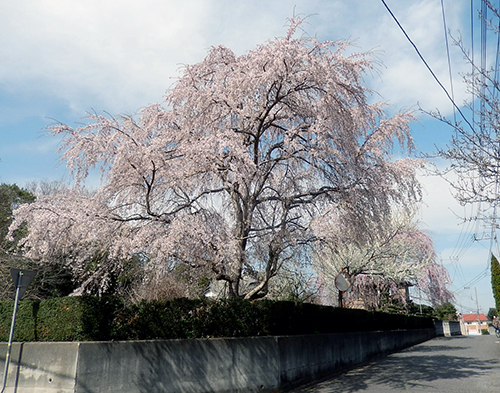 南守谷桜屋敷01