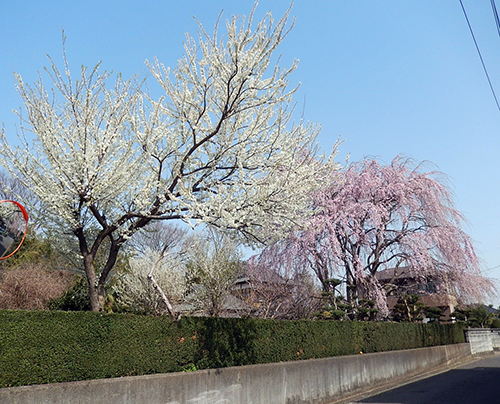 南守谷桜屋敷02