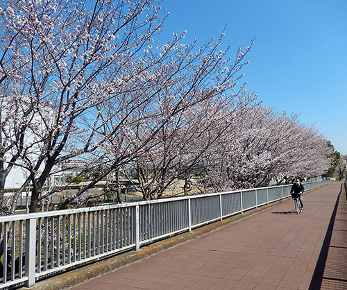 市立けやき台中学校脇遊歩道