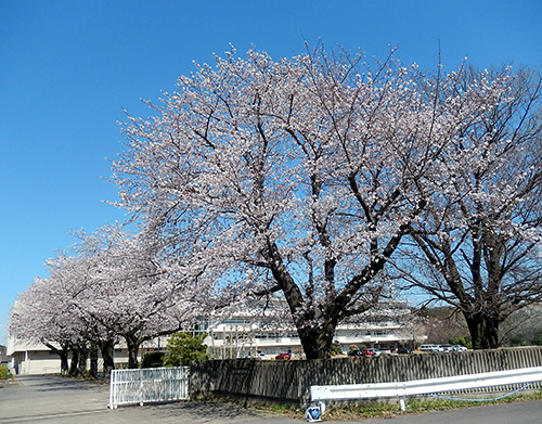 市立愛宕中学校正門前