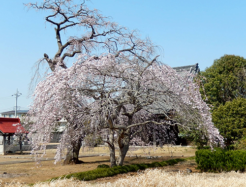 天台宗西林寺のシダレザクラ